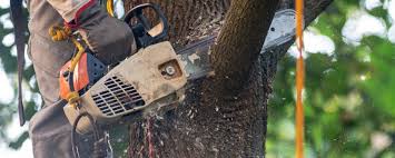 Best Tree and Shrub Care  in Jackson, MO