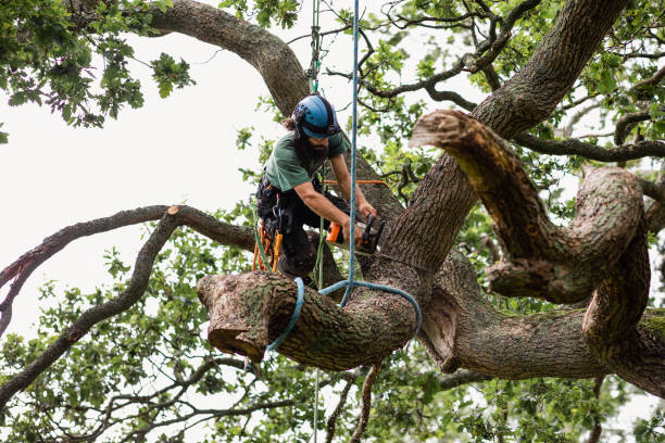 Best Stump Grinding and Removal  in Jackson, MO