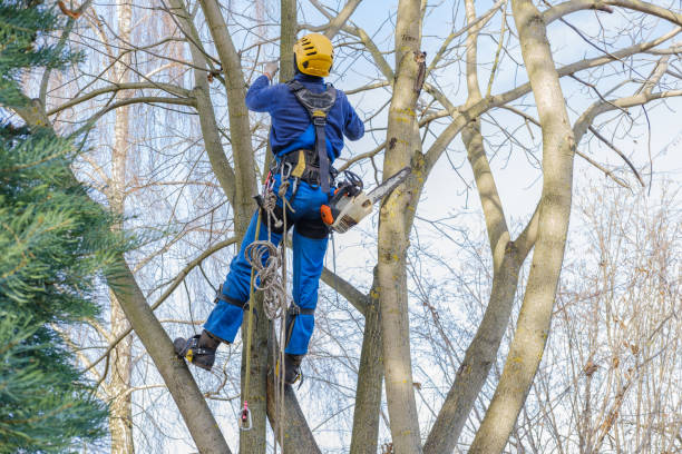 How Our Tree Care Process Works  in  Jackson, MO