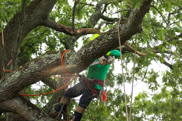 Best Tree Cabling and Bracing  in Jackson, MO