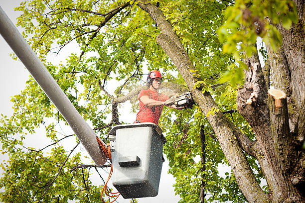 Reliable Jackson, MO Tree Care Solutions