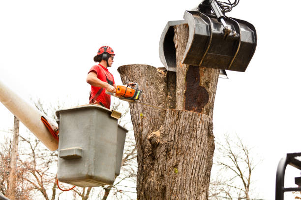 Best Tree Preservation Services  in Jackson, MO